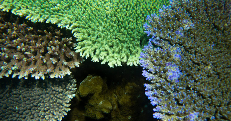 Komodo – Tatawa Kecil – Beautiful Corals