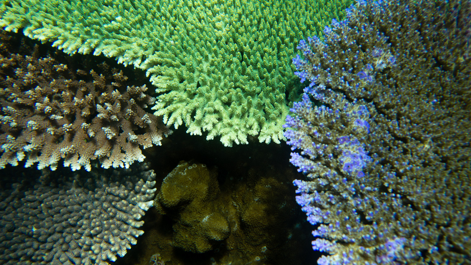 Komodo – Tatawa Kecil – Beautiful Corals