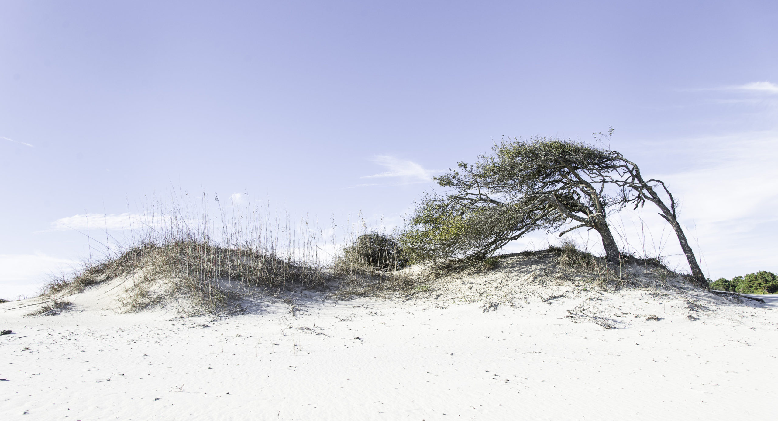 Georgia – Cumberland Island