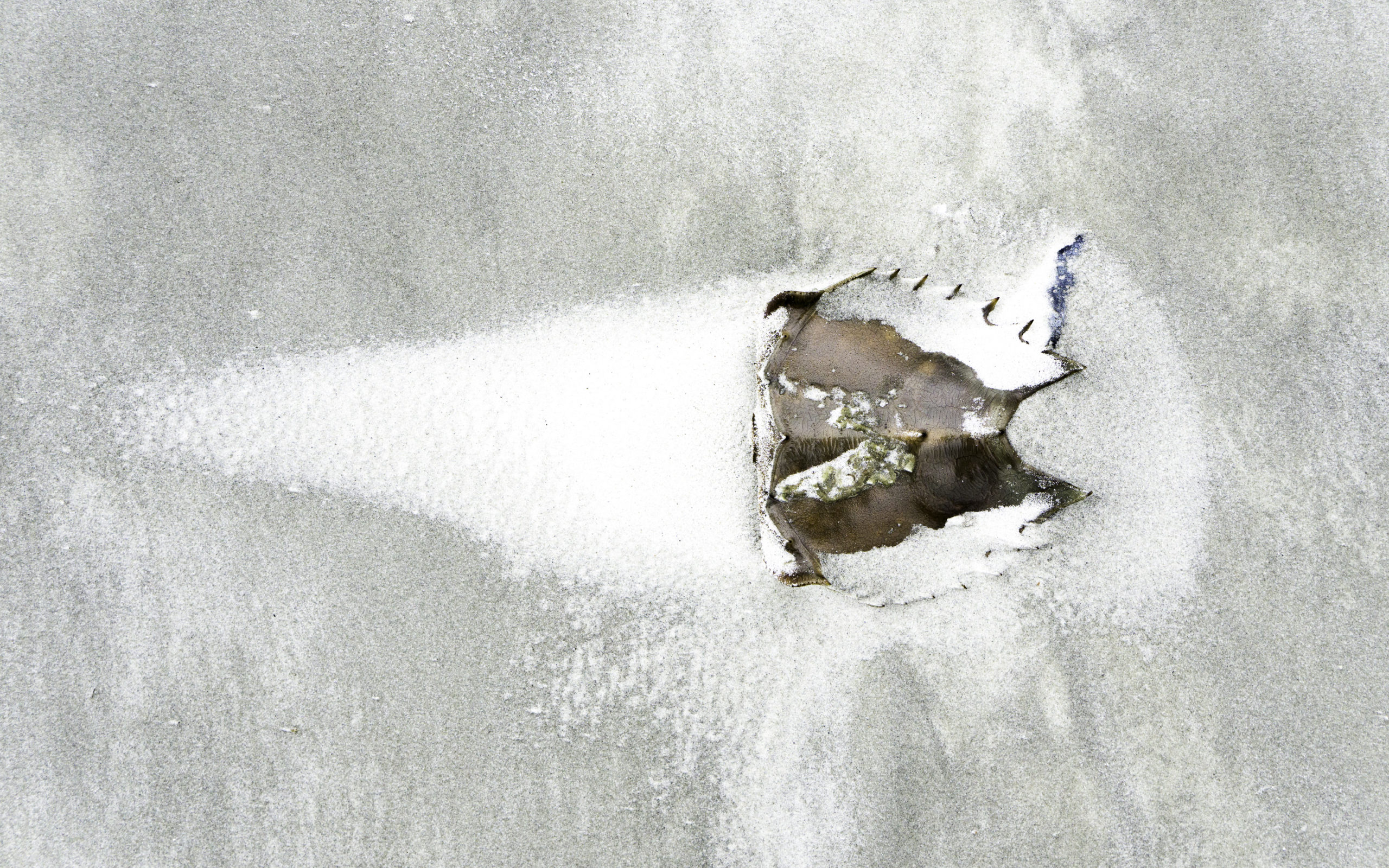 Cumberland Island – Sand Drifts